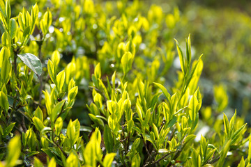 Darjeeling, India - Apr 19 2018- Tea leaf on Happy Valley Tea Estate in Darjeeling, West Bengal, India. Darjeeling teas are regarded as one of the best world wide.