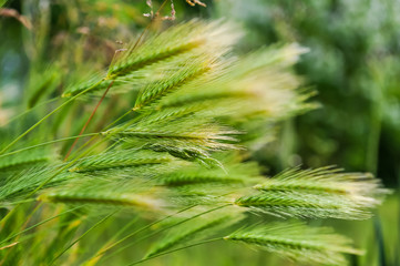 Closeup of wheat weaving in wind
