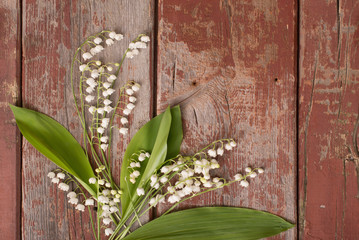 lilies of the valley on  wooden background