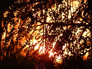 Tree Foliage With Sunset In Background