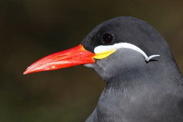 Inkaseeschwalbe / Inca tern / Larosterna inca.