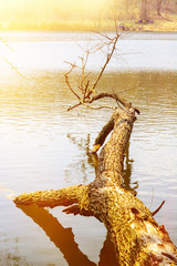Naklejka na ściany i meble Fallen tree in the lake water. Spring landscape.