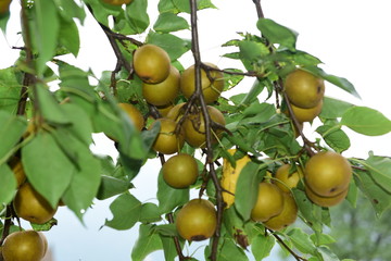 Pear tree is full of fruit