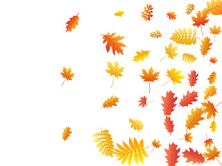 Oak, maple, wild ash rowan leaves vector, autumn foliage on white background.