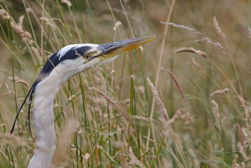 Grey heron  in long grass