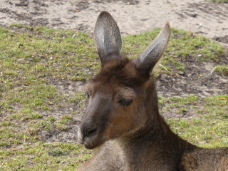 western grey kangaroo