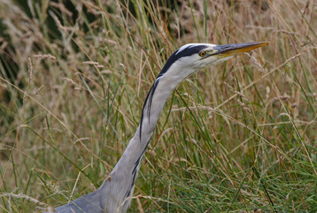 Grey heron  in long grass