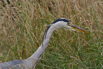 Grey heron  in long grass