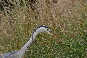 Grey heron  in long grass