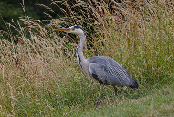 Grey heron stalking