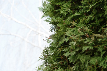 bird dove with a branch in its beak, sits on a thuja tree, is going to build a nest