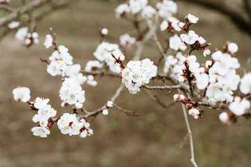 first flowering apricots, spring came, selective focus