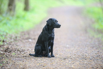 Junger Labrador auf einem Spaziergang