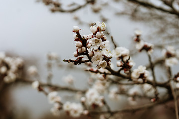 first flowering apricots, spring came, selective focus