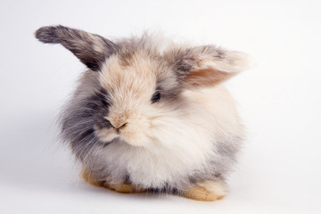 fluffy lop-eared dwarf rabbit on white background