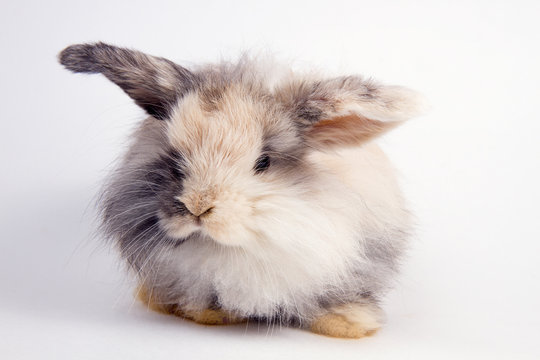 angora dwarf rabbit