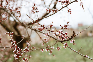 first flowering apricots, spring came, selective focus