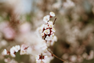 first flowering apricots, spring came, selective focus