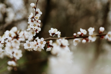 first flowering apricots, spring came, selective focus