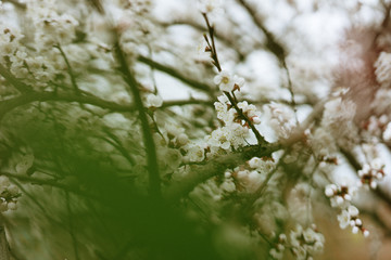 first flowering apricots, spring came, selective focus