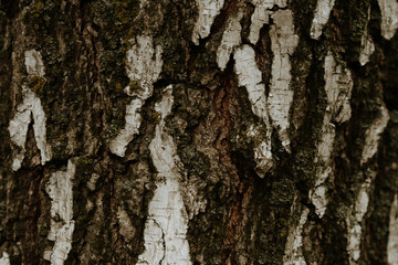  birch tree bark texture