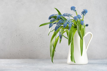 Muscari flowers in a vase on a gray background