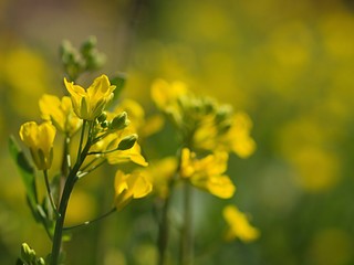 ノラボウナの花