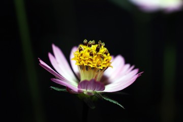 pink lotus flower