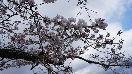 桜
