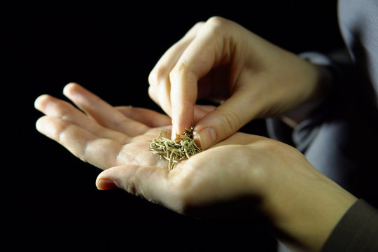 Close-up of fingers move a dry rosemary in hand on a black background.