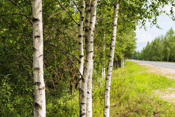 Obraz premium Trunks of birch trees on the roadside on a summer day.
