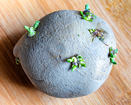 Potato with rhizomes, roots. Unhaelthy,  contains toxic solanine