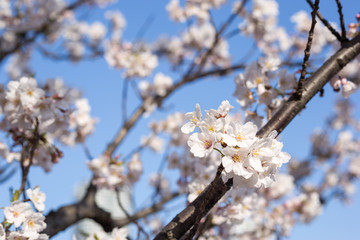 Kachidoki, Tokyo, Japan, 04/06/2019 , Cherry trees flowers on the riverside in front of Harumi triton square.