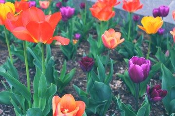 Pretty Tulip flowers 
