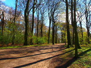 Forest Hirschpark