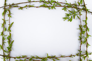 Frame with green willow branches on a white background. Copy space in the middle for your text.