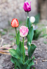 Colorful tulips in garden.