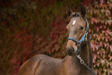Pferd Warmblutfohlen im Herbst