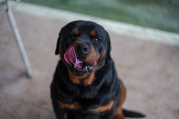 Beautiful rottweiler sitting on the ground with tongue pulled out