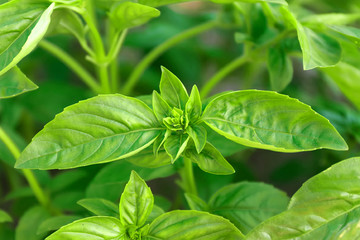 Fresh green Oregano in the garden in the summer