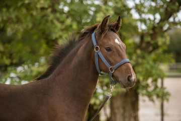 Obraz premium Pferd warmblutfohlen im portrait
