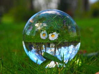 daisy flower