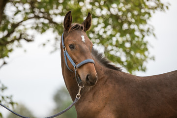 Pferd Warmblutfohlen im Portrait