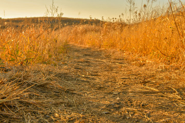 Fototapeta premium 夕陽に輝く平尾台の枯草