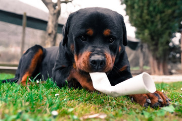Cute rottweiler puppy playing with cardboard outdoors