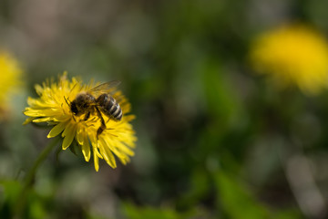 Close up macro bee and dandelion shot. Yellow flower in meadow. Colecting pollen for honey.