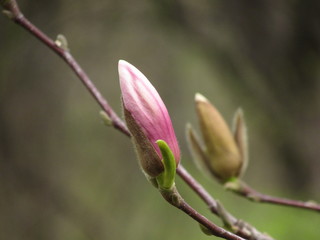 bud of magnolia