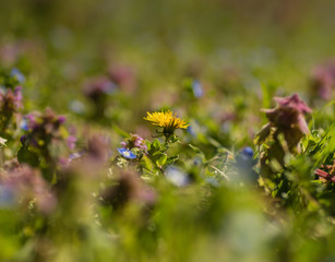 Close up macro dandelion shot. Yellow flower in meadow.