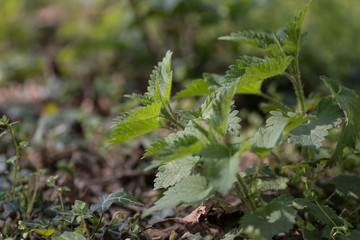Forrest background, with free leafs and generic scenery.