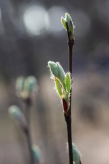 Tender and fluffy buds on the branch in spring
